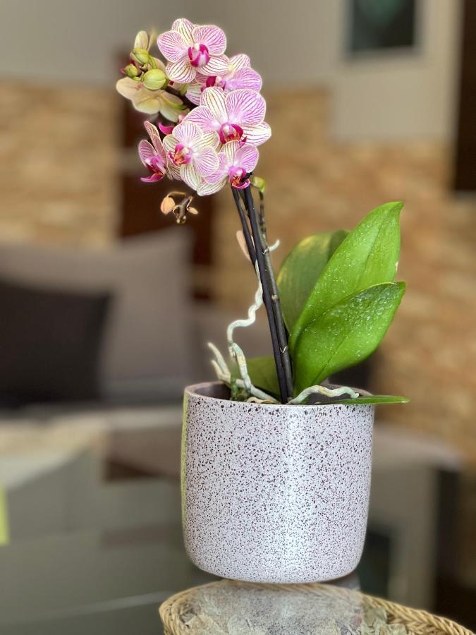 Dorina Wellness Apartman ชิโอฟก ภายนอก รูปภาพ